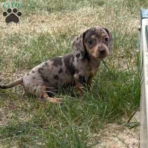 Abigail, Dachshund Puppy