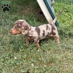 Andrew, Dachshund Puppy