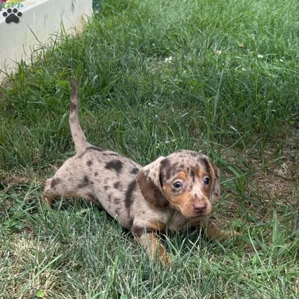 Andrew, Dachshund Puppy