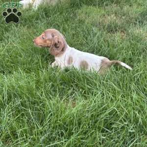 Atlas, Dachshund Puppy