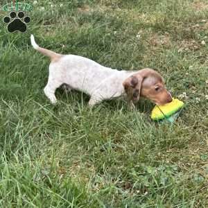 Atlas, Dachshund Puppy