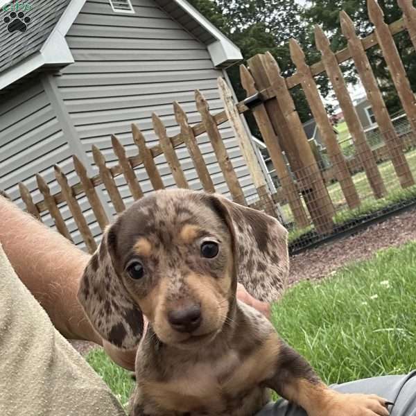 Abigail, Dachshund Puppy