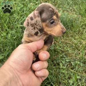 Abigail, Dachshund Puppy