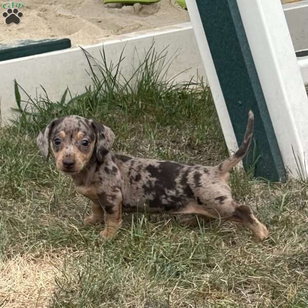 Amira, Dachshund Puppy