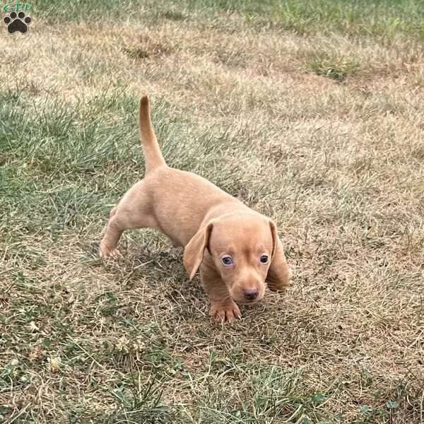 Axel, Dachshund Puppy
