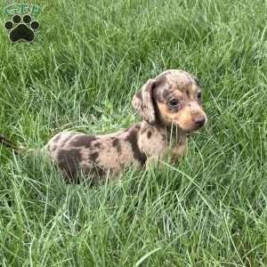 Amira, Dachshund Puppy