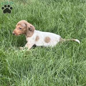 Atlas, Dachshund Puppy