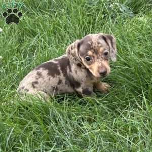 Abigail, Dachshund Puppy