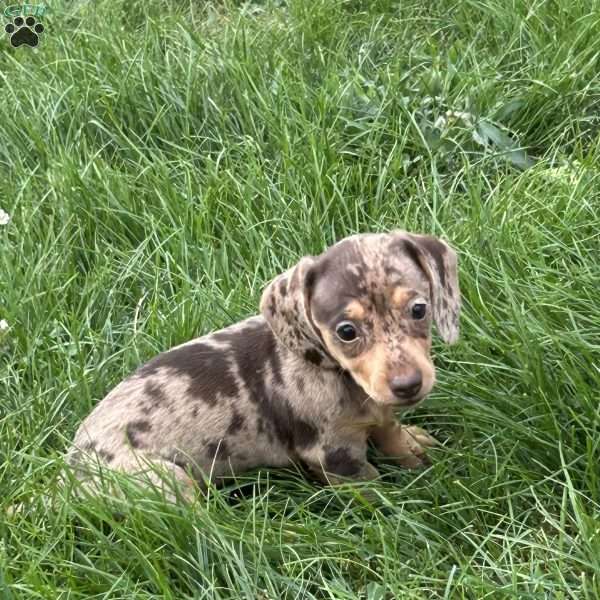 Abigail, Dachshund Puppy