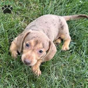 Amir, Dachshund Puppy