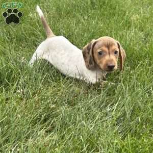 Atlas, Dachshund Puppy