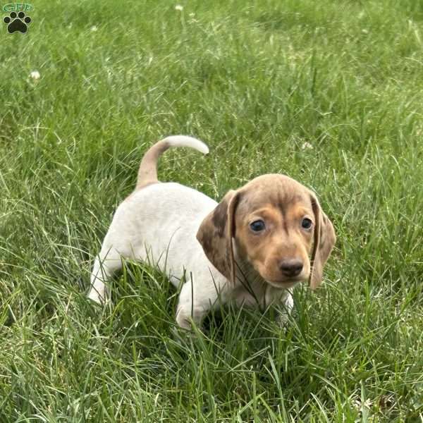 Atlas, Dachshund Puppy