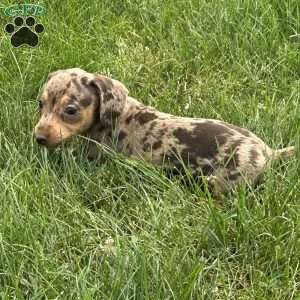 Amira, Dachshund Puppy