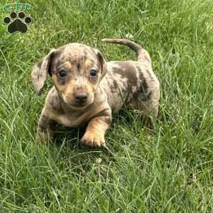 Amira, Dachshund Puppy