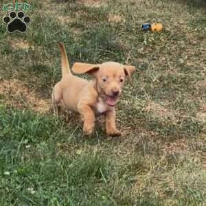 Axel, Dachshund Puppy
