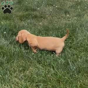 Axel, Dachshund Puppy