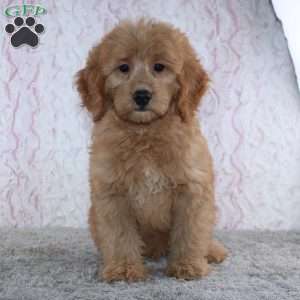 Conrad, Mini Goldendoodle Puppy