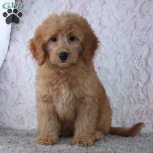 Conrad, Mini Goldendoodle Puppy