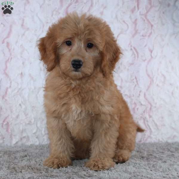 Conrad, Mini Goldendoodle Puppy