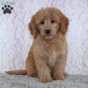 Conrad, Mini Goldendoodle Puppy