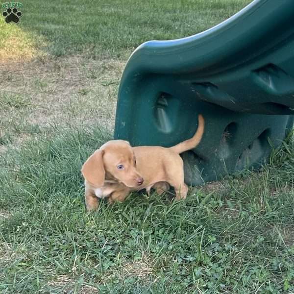 Axel, Dachshund Puppy
