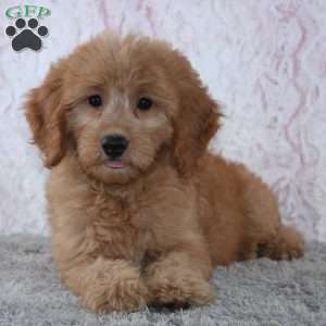 Conrad, Mini Goldendoodle Puppy