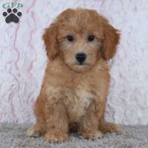 Casper, Mini Goldendoodle Puppy