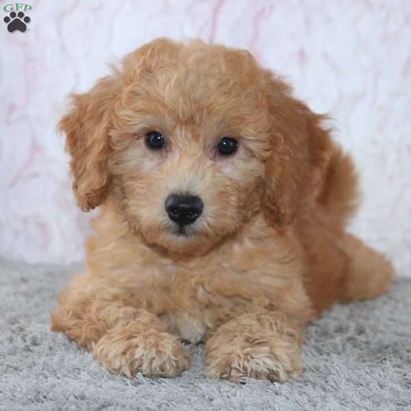 Casper, Mini Goldendoodle Puppy