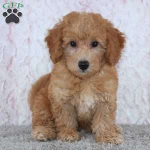 Casper, Mini Goldendoodle Puppy