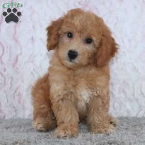 Casper, Mini Goldendoodle Puppy