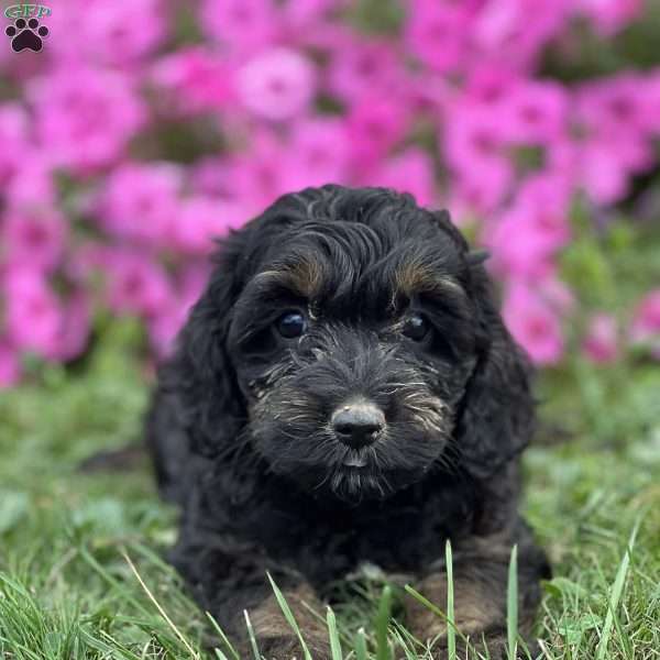 Thalia, Cockapoo Puppy