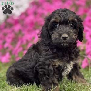 Thalia, Cockapoo Puppy
