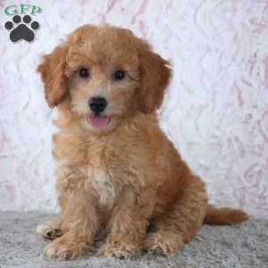 Casper, Mini Goldendoodle Puppy