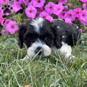 Dottie, Cockapoo Puppy