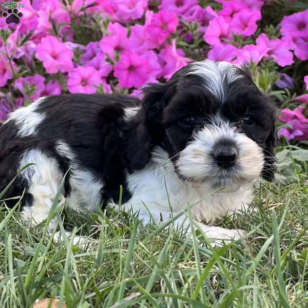 Dottie, Cockapoo Puppy