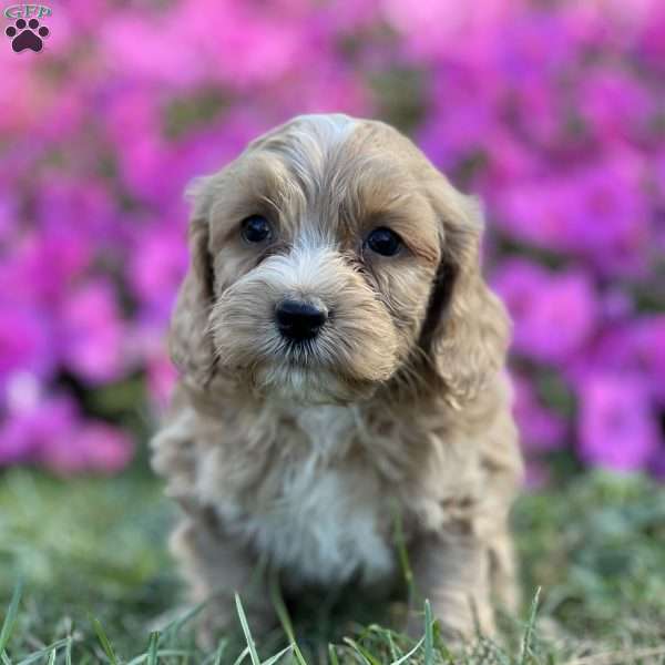 David, Cockapoo Puppy