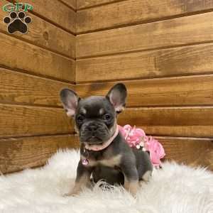 Ellie, French Bulldog Puppy