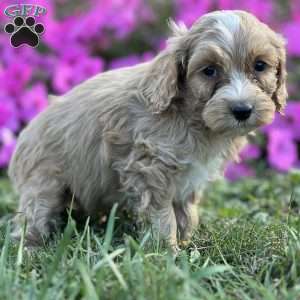 David, Cockapoo Puppy