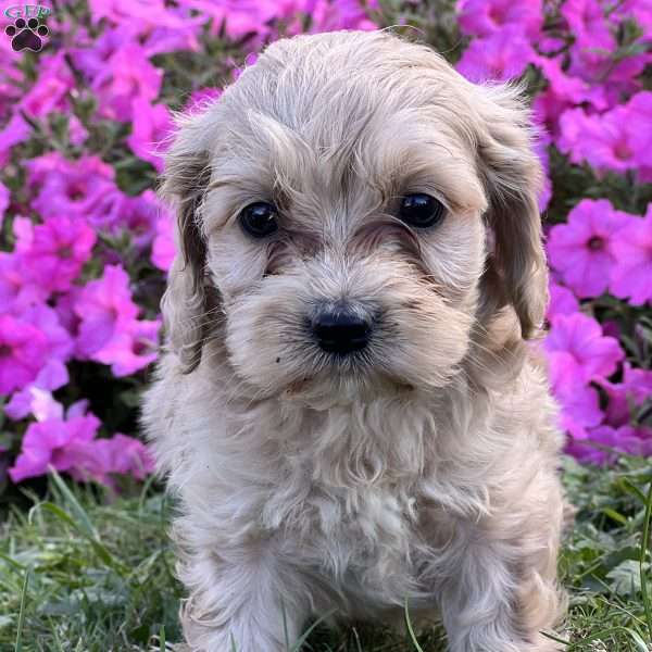 Daniel, Cockapoo Puppy