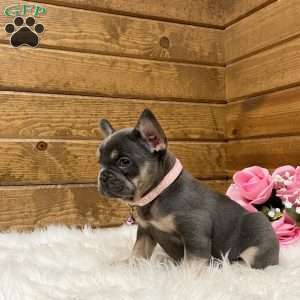 Ellie, French Bulldog Puppy
