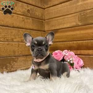 Ellie, French Bulldog Puppy