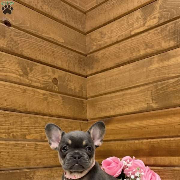 Ellie, French Bulldog Puppy