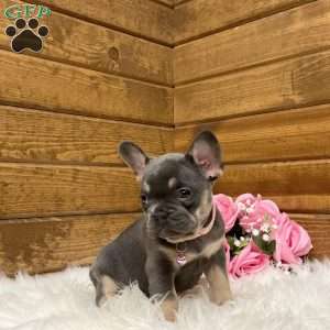 Ellie, French Bulldog Puppy