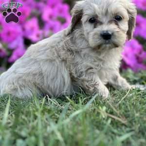 Daniel, Cockapoo Puppy