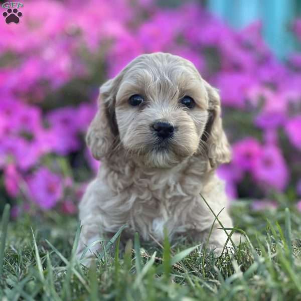 Drew, Cockapoo Puppy
