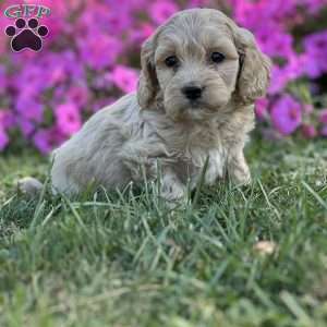 Drew, Cockapoo Puppy