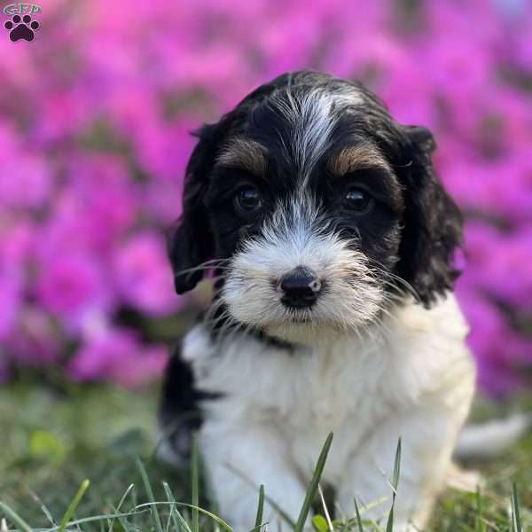 Dylan, Cockapoo Puppy