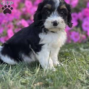 Dylan, Cockapoo Puppy