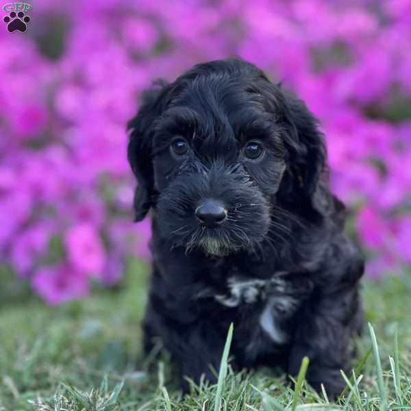 Doodle, Cockapoo Puppy