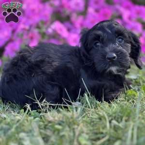 Doodle, Cockapoo Puppy